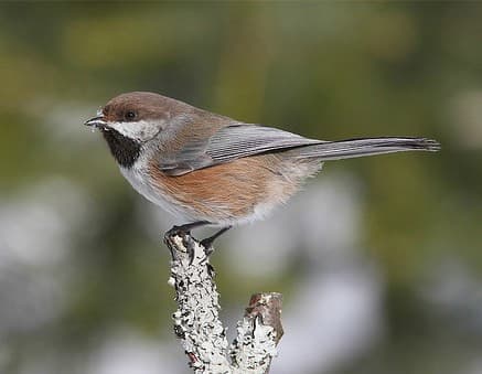 Foto de Boreal Chickadee (Poecile hudsonicus)