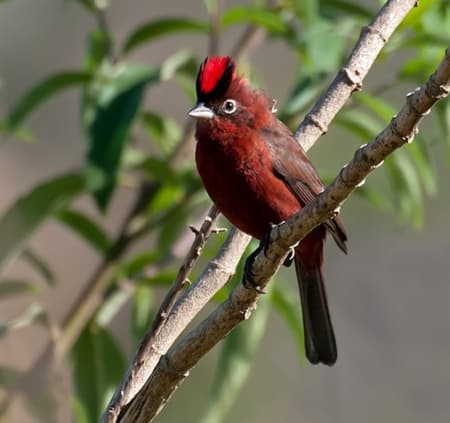 Foto de Brasita de Fuego (Pyrocephalus rubinus)