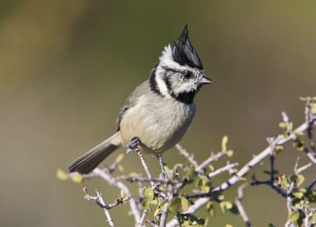 Foto de Bridled Titmouse (Baeolophus wollweberi)