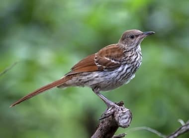 Foto de Brown Thrasher (Toxostoma rufum)