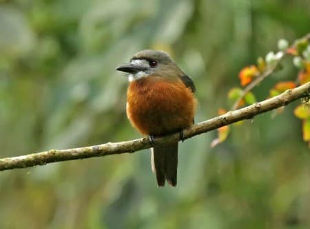 Foto de Buco Cariblanco (Notharchus hyperrhynchus)