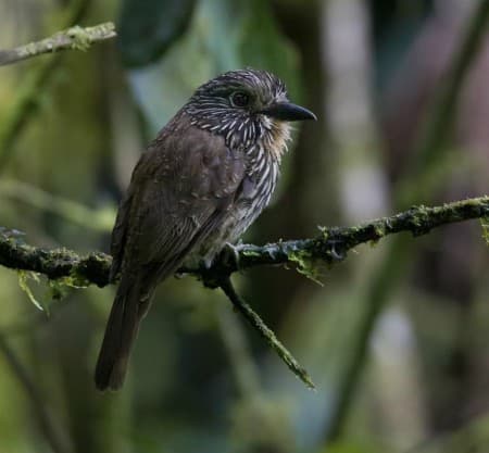Foto de Buco Listado (Nystalus maculatus)