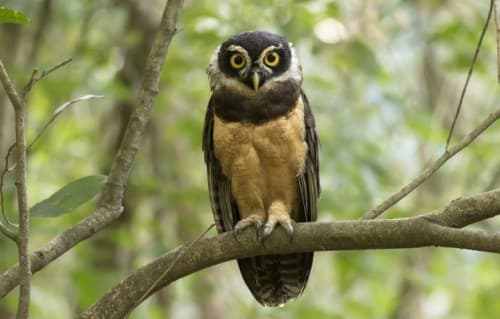 Foto de Búho de Anteojos (Pulsatrix perspicillata)