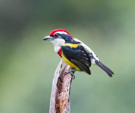 Foto de Cabezón de Loreto (Pachyramphus minor)