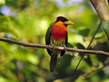 Foto de Cabezón Pechiamarillo (Pachyramphus castaneus)