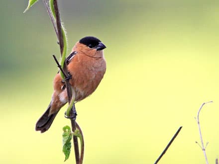 Foto de Caboclinho (Sporophila bouvreuil)
