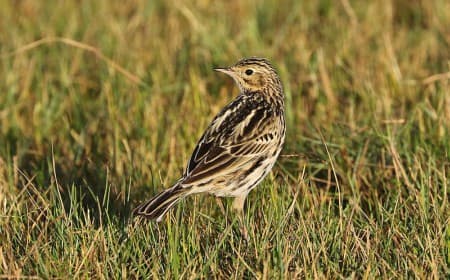 Foto de Cachirla Común (Anthus correndera)