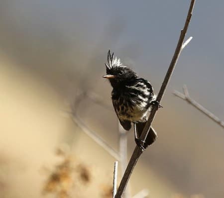 Foto de Cachudito Crestiblanco (Anairetes reguloides)