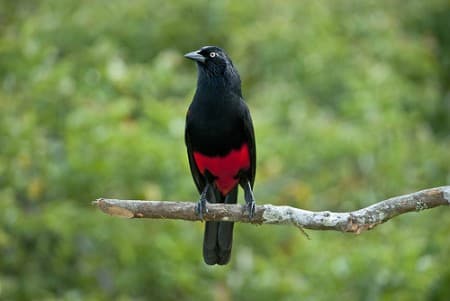 Foto de Cacique Candela (Cacicus uropygialis)