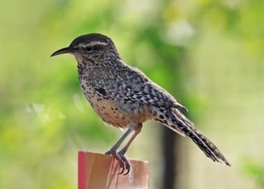 Foto de Cactus Wren (Campylorhynchus brunneicapillus)