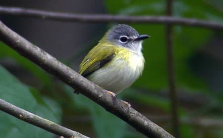 Foto de Caçula (Sporophila angolensis)