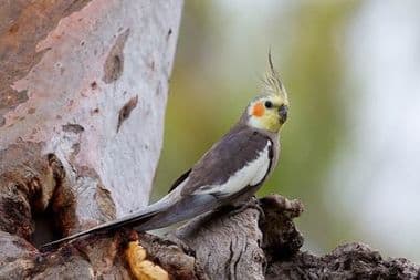 Foto de Calopsita (Nymphicus hollandicus)