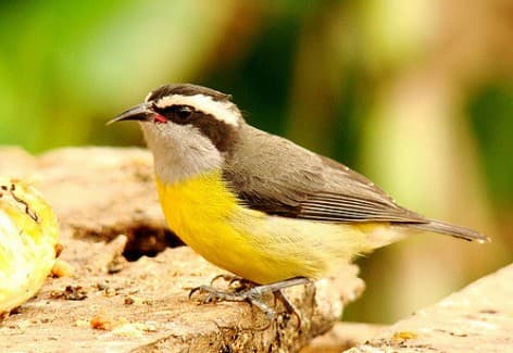 Foto de Cambacica (Coereba flaveola)