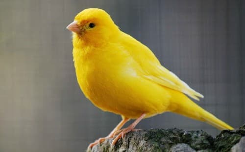 Foto de Canário Belga (Serinus canaria)
