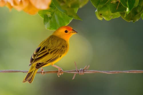 Foto de Canário da Terra (Sicalis flaveola)