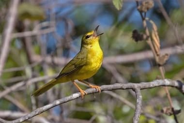 Foto de Canário-do-Mato (Myiothlypis flaveola)