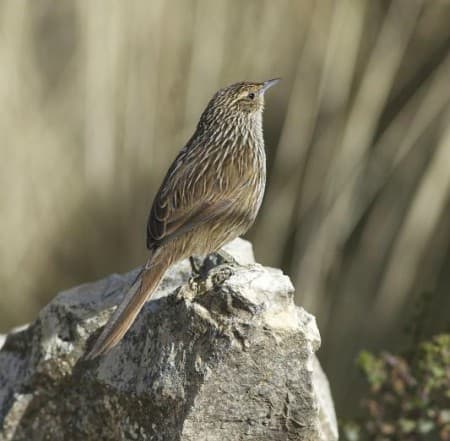 Foto de Canastero de Junín (Asthenes virgata)