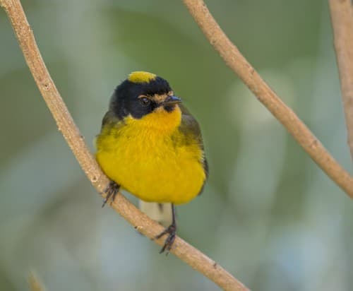 Foto de Candelita Coronigualda (Myioborus ornatus)