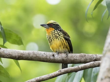 Foto de Capitán Dorado (Capito auratus)