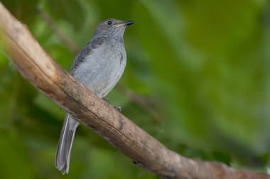 Foto de Capitão do Mato (Thamnophilus pelzelni)