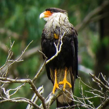 Foto de Carancho (Caracara plancus)