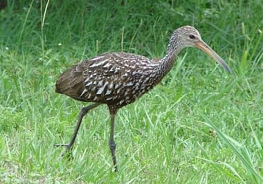 Foto de Carão (Aramus guarauna)
