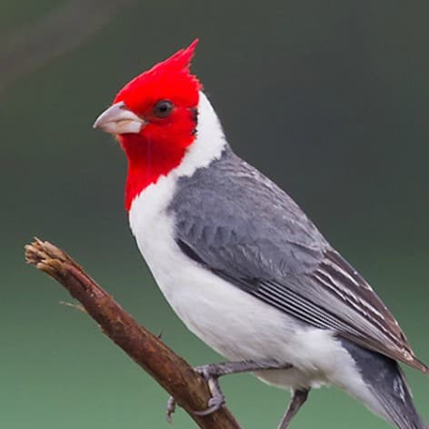 Foto de Cardeal (Paroaria coronata)