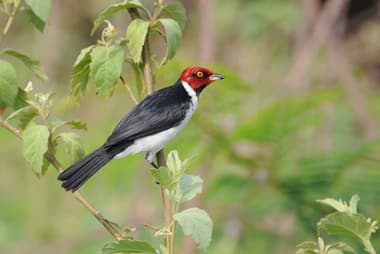 Foto de Cardeal-da-Amazônia (Paroaria nigrogenis)