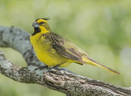 Foto de Cardenal Amarillo (Gubernatrix cristata)