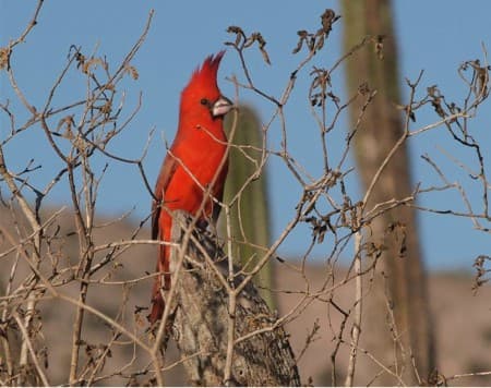 Foto de Cardenal Bermejo (Paroaria gularis)