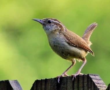 Foto de Carolina Wren (Thryothorus ludovicianus)