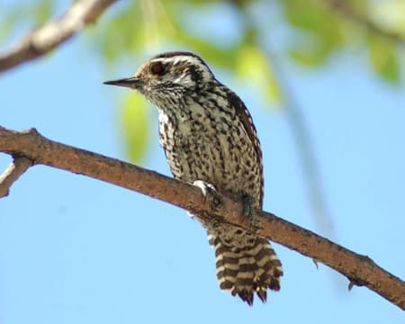 Foto de Carpintero Bataraz Chico (Dryobates mixtus)