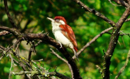 Foto de Carpintero Escarlata (Veniliornis kirkii)