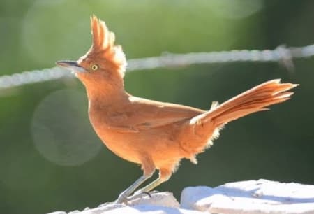 Foto de Casaca de Couro (Pseudoseisura cristata)