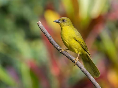 Foto de Catirumbava (Orthogonys chloricterus)