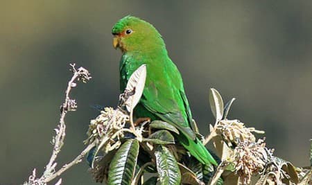 Foto de Catita Frentirrufa (Bolborhynchus ferrugineifrons)