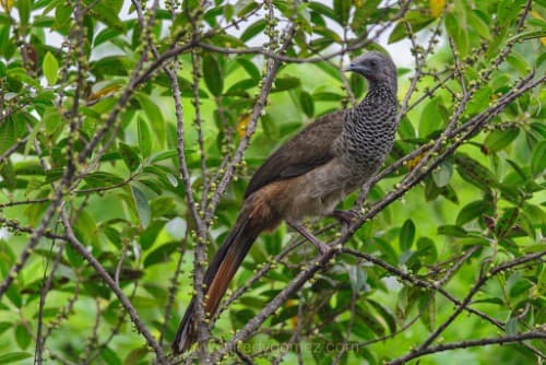 Foto de Chachalaca Colombiana (Ortalis columbiana)