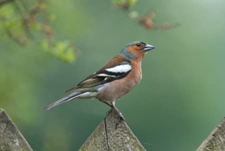 Foto de Chaffinch (Fringilla coelebs)