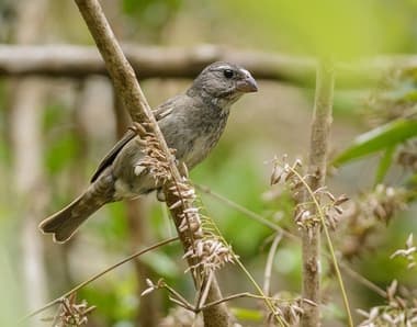 Foto de Chanchão (Patagioenas speciosa)