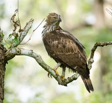 Foto de Changeable Hawk Eagle (Nisaetus cirrhatus)