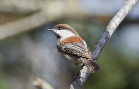 Foto de Chestnut-Backed Chickadee (Poecile rufescens)