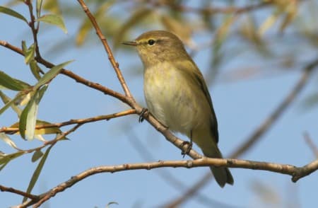 Foto de Chiffchaff (Phylloscopus collybita)