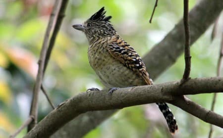 Foto de Choca Barrada (Thamnophilus doliatus)