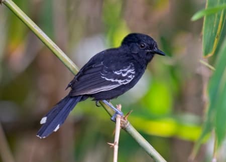 Foto de Chororó de Goiás (Cercomacra ferdinandi)