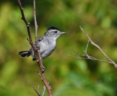 Foto de Chorozinho da Caatinga (Herpsilochmus sellowi)
