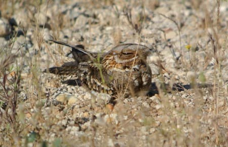 Foto de Chotacabras Chico (Setopagis parvula)