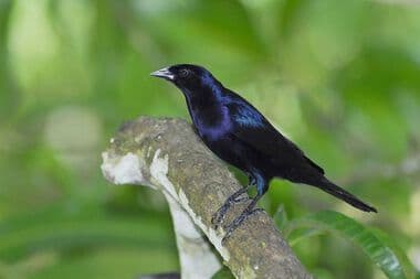 Foto de Chupim (Molothrus bonariensis)