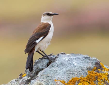 Foto de Churrete Ventriblanco (Cinclodes palliatus)