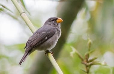 Foto de Cigarra Verdadeira (Neothraupis fasciata)