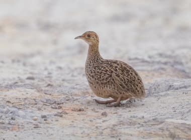 Foto de Codorna Amarela (Coturnix ypsilophora)